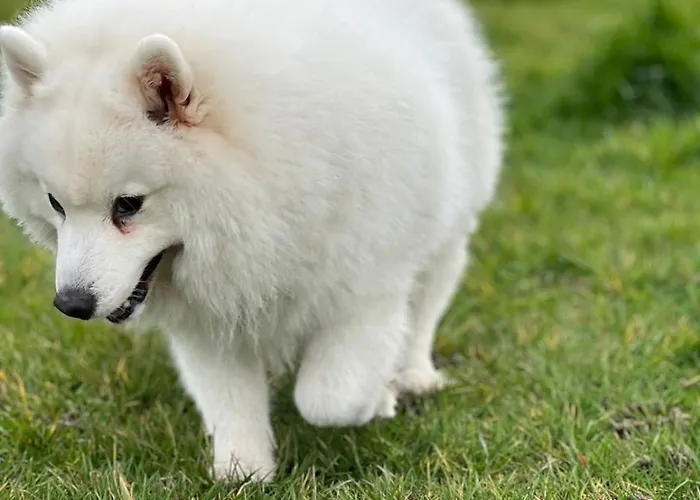 T2, Oura شقة البوفيرا