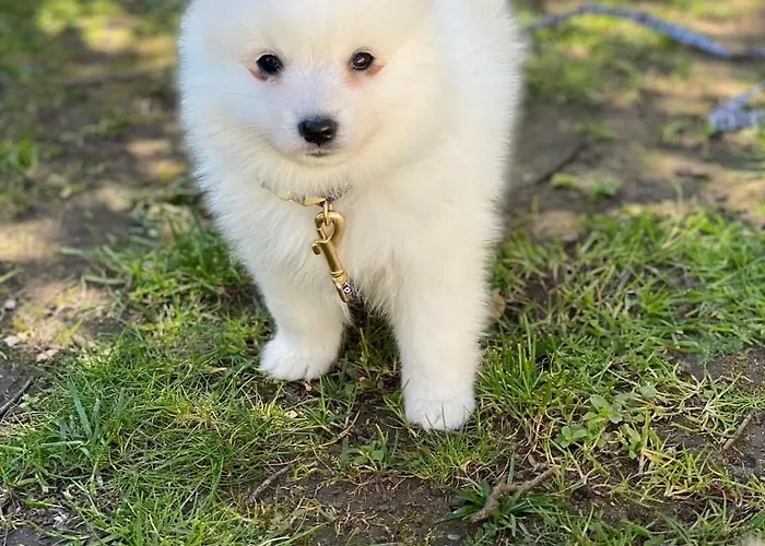 T2, Oura * Albufeira