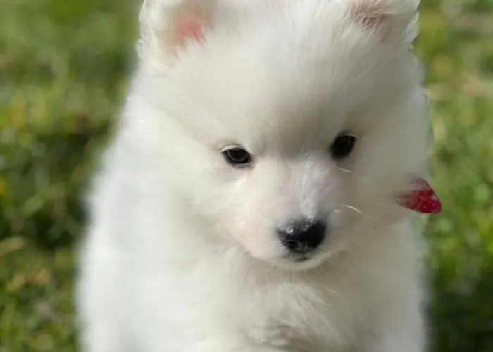 Apartment T2, Oura *