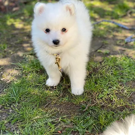 T2, Oura * 알부페이라