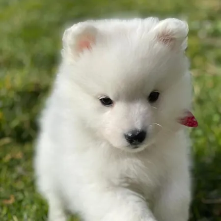 아파트 T2, Oura *